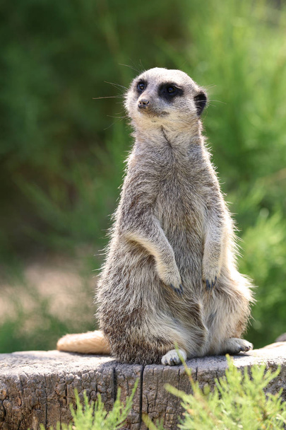 Close up van een Meerkat op schildwacht plicht te beschermen van de familie - Foto, afbeelding