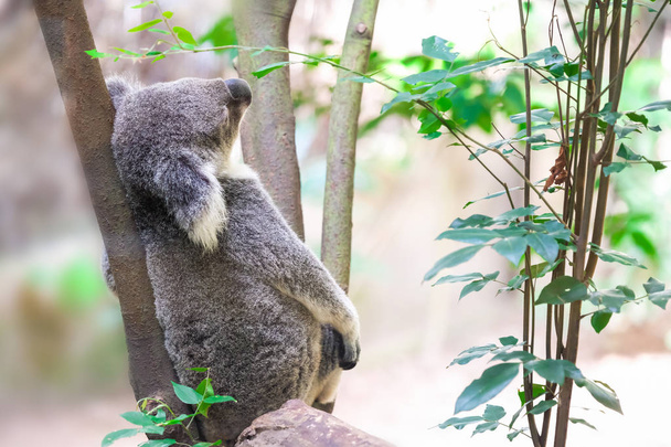 Divoké Koala lezení na strom - Fotografie, Obrázek