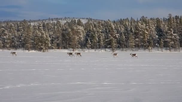 grupo de renas runninf em um lago congelado
 - Filmagem, Vídeo