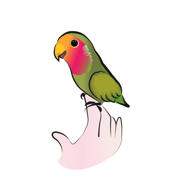 Roztomilý lovebird papoušek vektor - Vektor, obrázek
