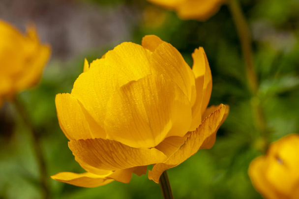 Fiore giallo (Trollius europaeus) in giardino
 - Foto, immagini