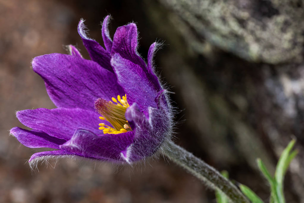 Tête d'une fleur violette (Pulsatilla vulgaris). La roche en arrière-plan
 - Photo, image