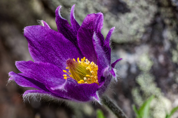 The head of a purple flower (Pulsatilla vulgaris). The rock in the background - Photo, Image