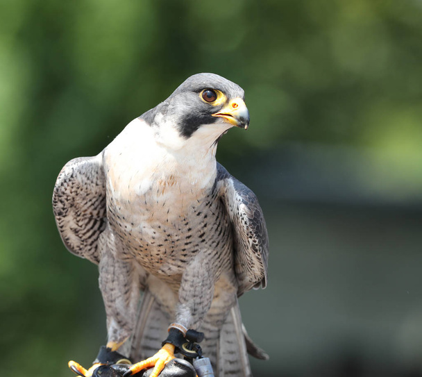 Portrait of a Peregrine Falcon - Photo, Image