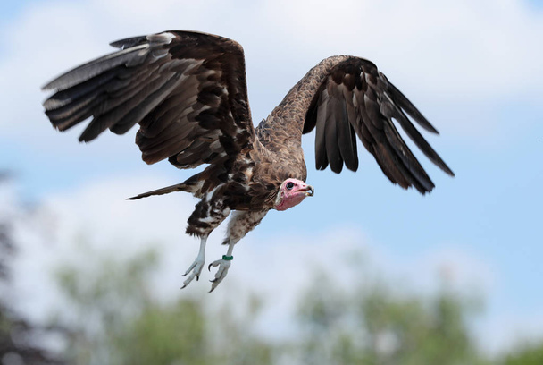 Close up of a White-headed Vulture in flight - Photo, Image