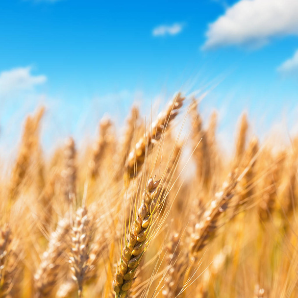 Creative abstract agriculture, farming and harvesting concept: macro view of fresh ripe wheat plants at the summer wheatfield and blue sky with selective focus effect - Photo, Image