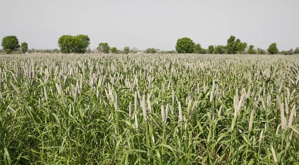 ラジャスタン州インドの真珠キビ畑。作物はバジラまたは Bajri 農業として知っています。 - 写真・画像