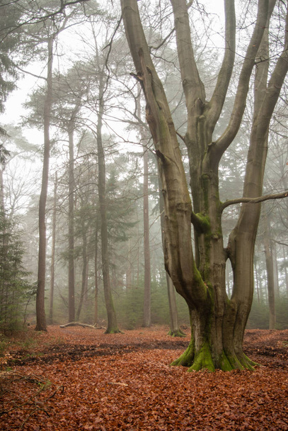 Monumentaalisen pyökkipuun varsi metsässä sumuisena talvipäivänä, taustalla mäntymetsä - Ikään kuin veistetty 1 - Amersfoort NL - Heiligenbergerbeek NS-vaellusreitti
 - Valokuva, kuva