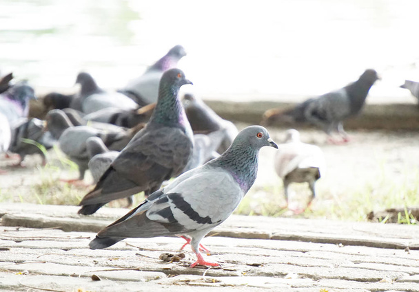 Группа голубей в парке
. - Фото, изображение