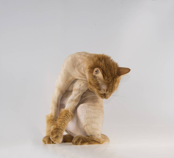κούρεμα από ένα bobtail γάτα κόκκινο-επικεφαλής - Φωτογραφία, εικόνα