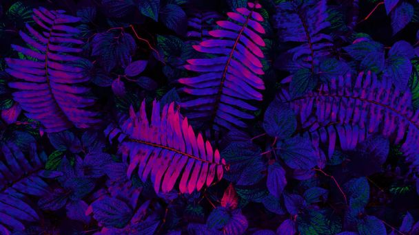tropical leaf forest glow in the dark background. High contrast. - Photo, Image