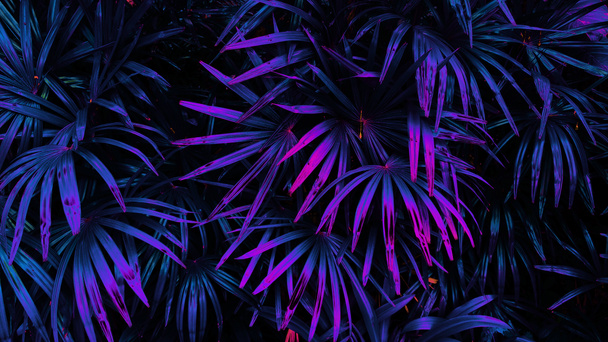 tropical leaf forest glow in the dark background. High contrast. - Foto, afbeelding