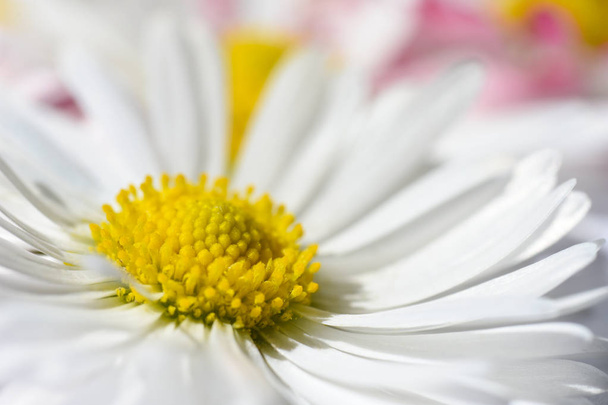Isolated background with white daisy flowers with a yellow core and pink petals - Photo, Image
