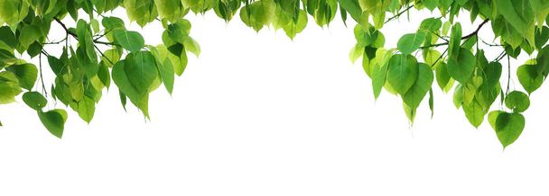 Árbol de hoja verde Bodhi aislado sobre fondo blanco
. - Foto, imagen