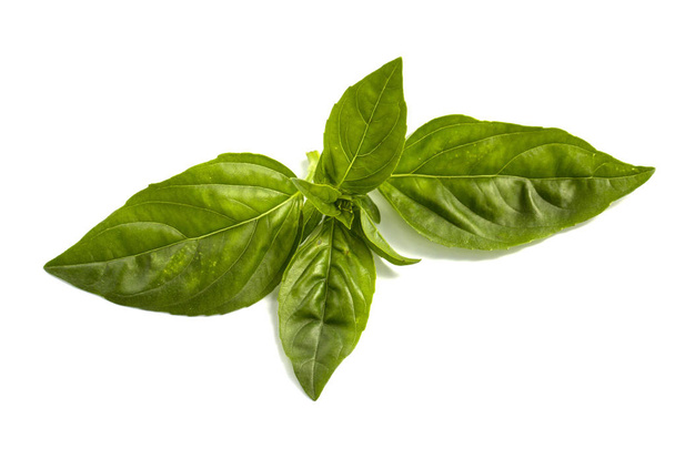 Leaf of basil isolated on white background - Photo, Image