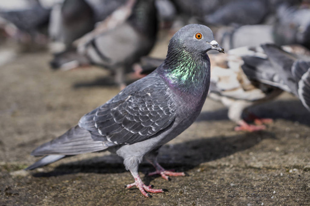 Ekmek kırıntıları yeme parktaki güvercinler - Fotoğraf, Görsel