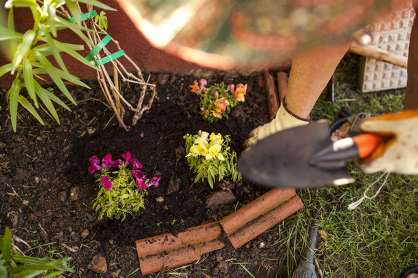 Mujer madura jardinero, transfiere una planta a una maceta grande en su jardín casero
 - Foto, imagen
