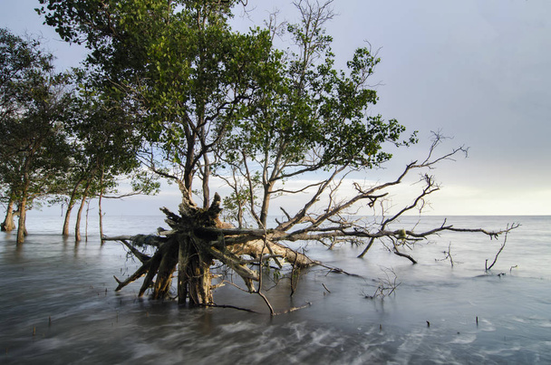 Bosque de manglares bajo luz solar brillante, los manglares se adaptan a la vida en duras condiciones costeras ideales para la educación del ecosistema
 - Foto, Imagen