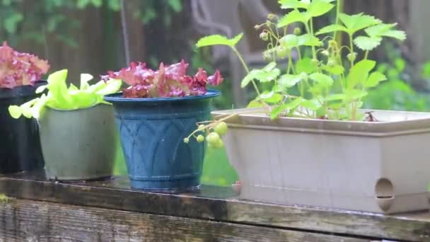Plantes en pot sous de fortes pluies et de la grêle
 - Séquence, vidéo