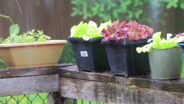 Panning over potted plants in the rain - Footage, Video