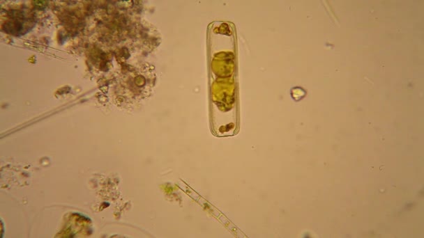 Plancton d'eau douce de l'étang et algues au microscope. Diatomées
 - Séquence, vidéo