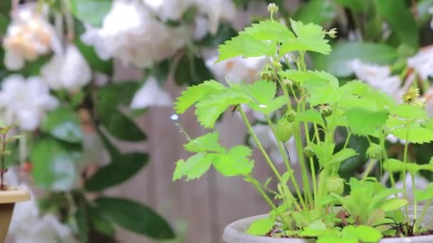 Erdbeerpflanze draußen im Regen - Filmmaterial, Video