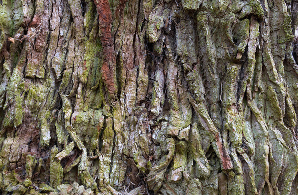 Тло кори дерева Візерунок
 - Фото, зображення