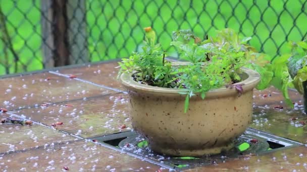 Plant in the rain on a table - Footage, Video