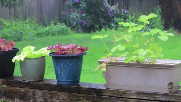 hlávkový salát a jahody rostliny v dešti - Záběry, video
