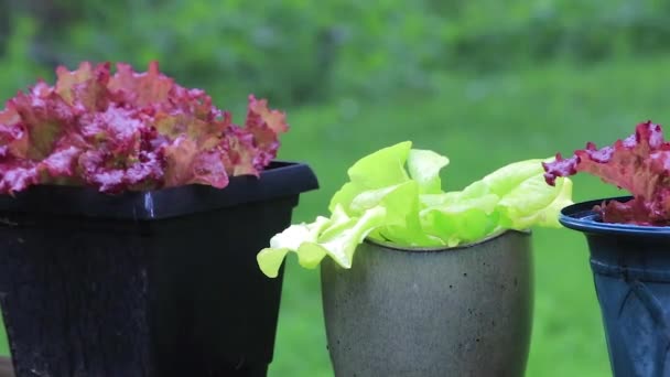 lettuce plants in pots in the rain - Footage, Video