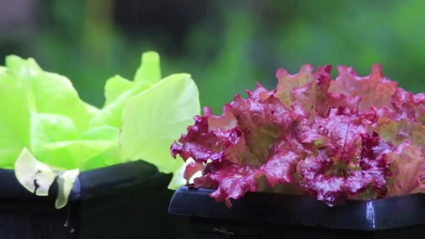 hlávkový salát v květináčích po dešti - Záběry, video