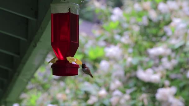 hummingbird hovers near feeder - Footage, Video