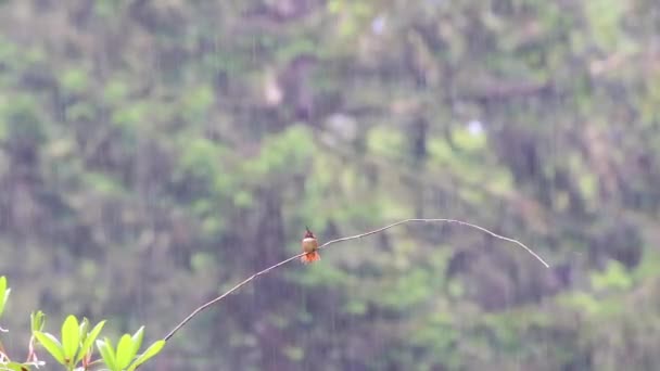 humming bird perched on a branch - Footage, Video