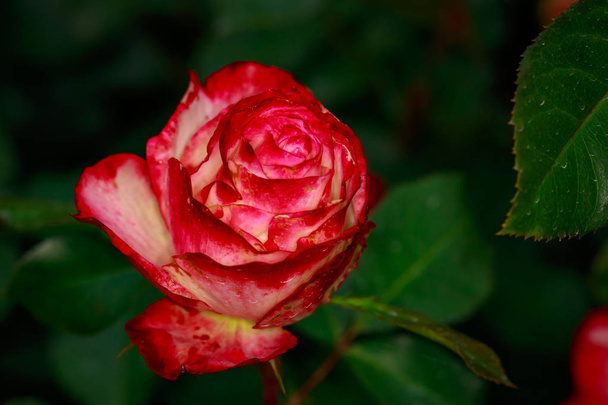 Rosa fragante en plena floración. Washington Park Rose Garden, Portland, Oregon
 - Foto, Imagen