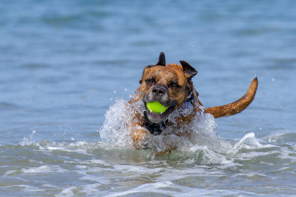 Ευτυχισμένος σκύλος παίζω προσκομίζω σε μια παραλία αμμώδης παραλία, Διαδρομή Μαραθωνίου Αθηνών, Ηνωμένο Βασίλειο - Φωτογραφία, εικόνα