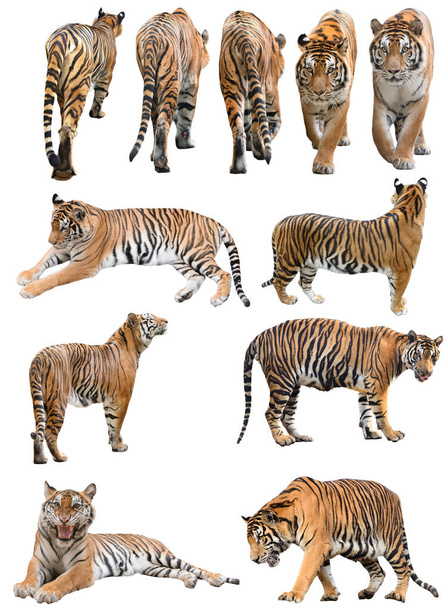 tigre de bengala macho e fefmacho isolado sobre fundo branco
 - Foto, Imagem