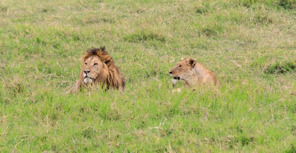 Serengeti Nationalpark und Ngorongoro Naturschutzgebiet, Tansania - Foto, Bild