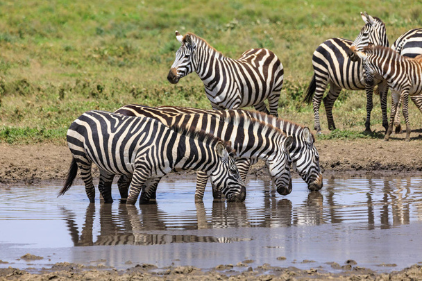 Serengeti Nationakl Park et NgoroNgoro Conservation Area, Tanzanie
 - Photo, image