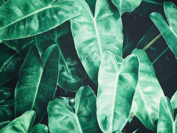 Belle de feuilles tropicales
 - Photo, image