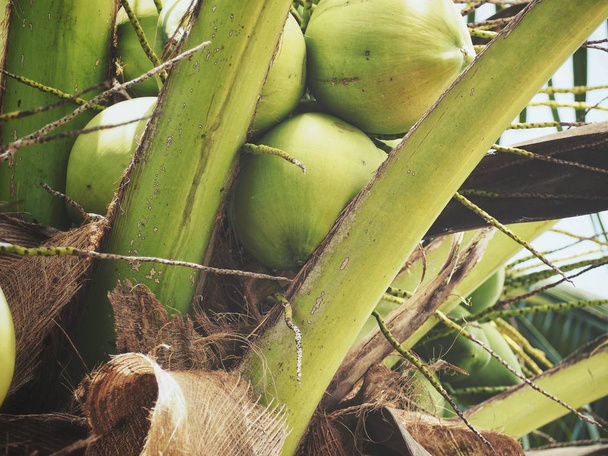 Coconut drink on tree with leaves - Photo, Image