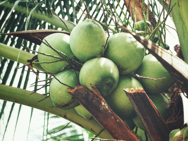 Bebida de coco en el árbol con hojas
 - Foto, Imagen