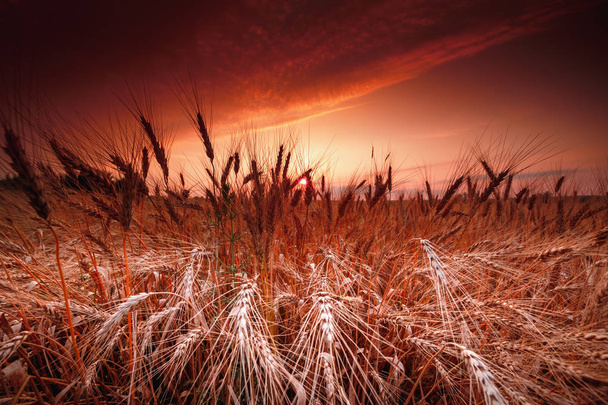 Summer close-up, ripe ears of cereal crops on a background of maroon, golden sunset. Before harvesting. - Foto, Bild