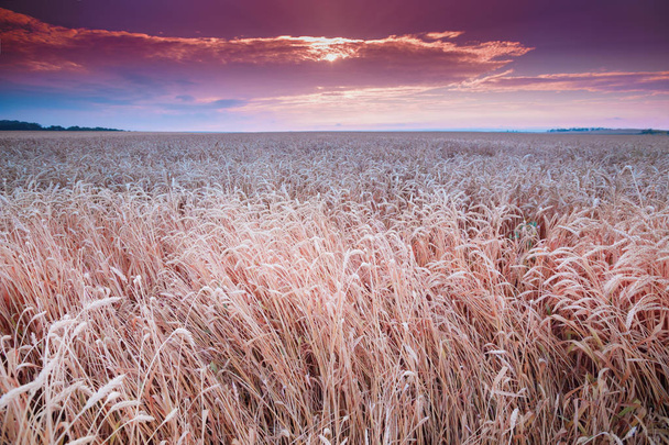 ein subtiler Sommermorgen, über dem Feld des reifen Weizens geht die Sonne auf und der Nebel löst sich auf. vor der Ernte. getöntes Foto. - Foto, Bild