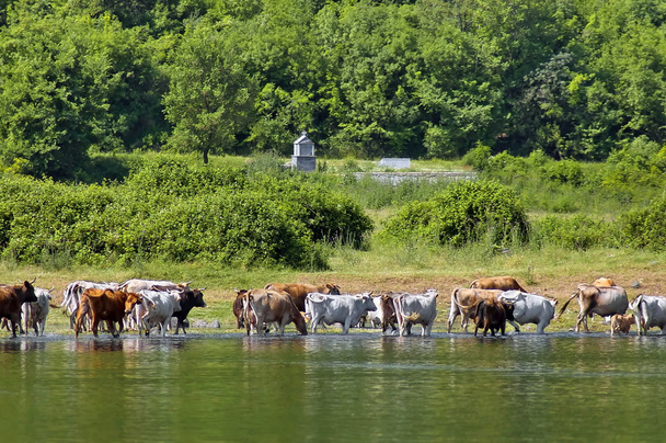 Выпас коров на озере
 - Фото, изображение