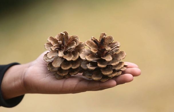 Ruka držící borovém kužel přírodní venkovní - Fotografie, Obrázek