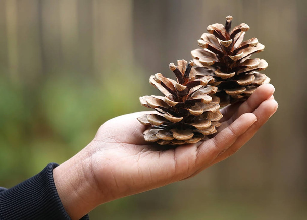 Hand met pine cone natuur buiten - Foto, afbeelding