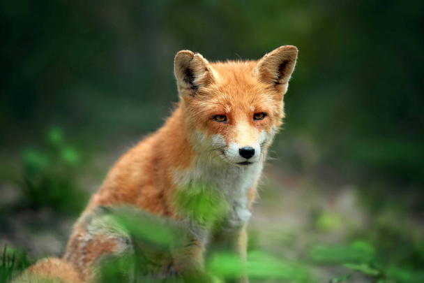 自然環境の中の赤狐 (ホンドギツネ キツネ属) の肖像画 - 写真・画像