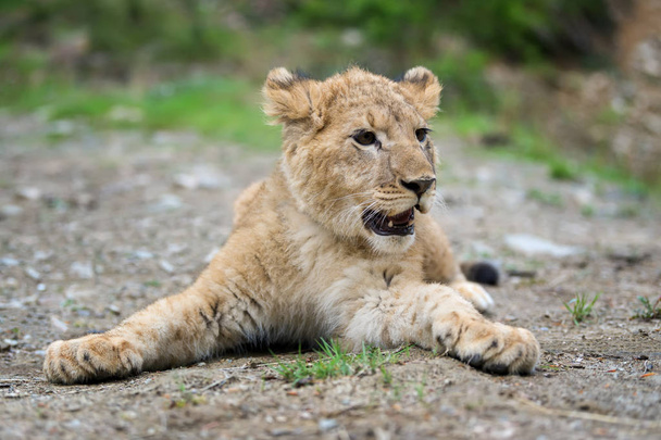 Proche jeune lionceau dans la nature
 - Photo, image
