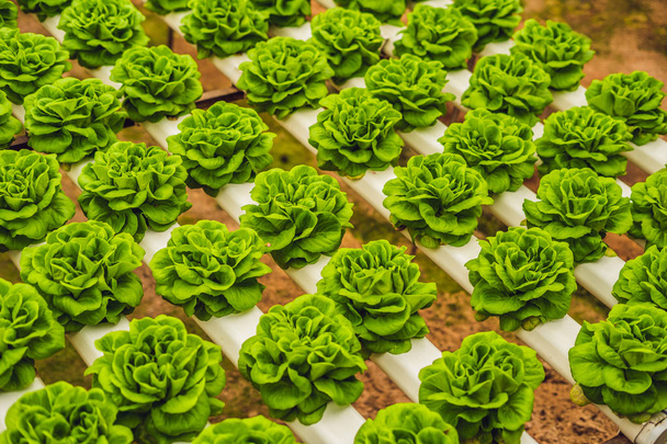 Fresh lettuce leaves, closeup. Lettuce salad plants, hydroponic leaves. Organic food, agriculture and hydroponic concept - Photo, Image