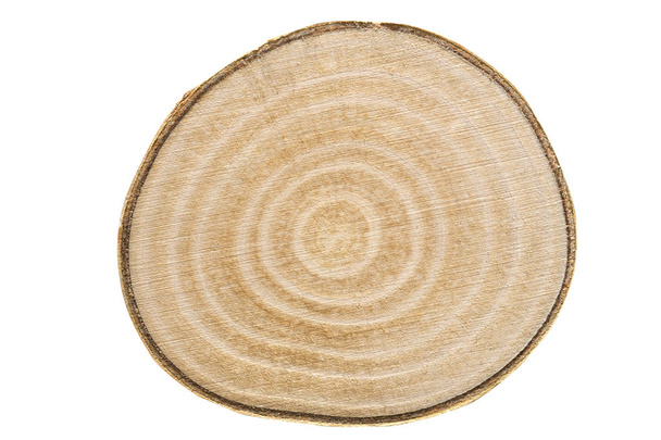 Young birch wood, cross section on white - Photo, Image